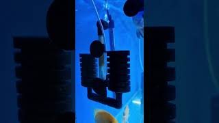 Biological sponge filter for aquarium shots viralshort aquarium ytshorts [upl. by Nannerb836]