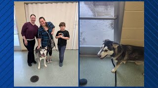 Family drives over 2600 miles to adopt Harvey the husky in San Diego [upl. by Innis742]