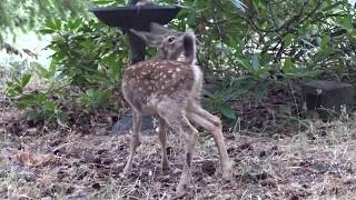 Fawn crying for mom in the rain [upl. by Gizela917]