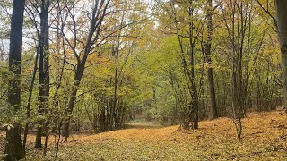 Waldspaziergang im herbstlichen Weinviertel Mistelbach 🍃🍂 [upl. by Samuella]