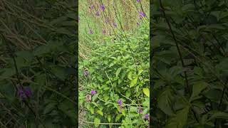 Pipevine swallowtail butterflies [upl. by Jamison612]