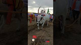 Terabandi bulls in bilur maidan 💥 cow public shortsviral bull bailrace [upl. by Gervais426]