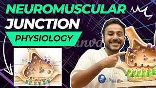 neuromuscular junction physiology  neuromuscular transmission physiology in Hindi [upl. by Urbanus959]