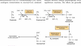 Metabolism of Propionate  Propionate to Succinate  CarbohydrateMetabolism [upl. by Lipscomb]