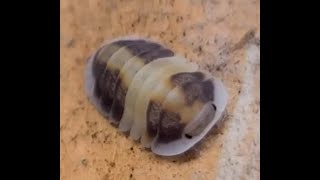 Cappuccino Isopod Broods Cubaris  thedefiantforestcom [upl. by Rosemonde]