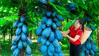 Harvest Blue Cacoa Pod amp Goes To Market Sell  Harvesting And Cooking  Lý Song Ca [upl. by Naillij396]