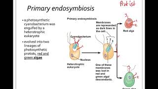 282 Endosymbiosis [upl. by Amol220]