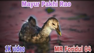 Mayur Pakhi Rao video MR Foridul 04 [upl. by Jariv388]