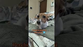 Il cameriere😂 merybijouesciarpina jackrussell comedy pintus [upl. by Gwenny]