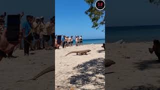 KOMODO Varanus komodoensis KOMODO ISLAND  TRIP TO KOMODO ISLAND [upl. by Everick]