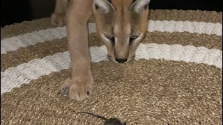 Roo the Caracal catches a garden mouse [upl. by Peterman]