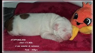 4ème vidéo Chiot n°2 Mâle Staffie de la 56ème Portée de STAFFORDLAND [upl. by Trygve]