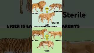 Liger  Male lion mate with female tiger animal liger lio tiger mating tigon science [upl. by Kcired250]