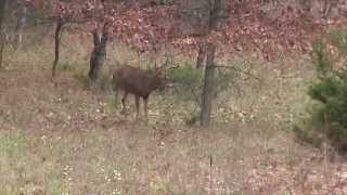 Michigan Deer Hunting Antler Geeks Encounter a Giant NonTypical [upl. by Risser]