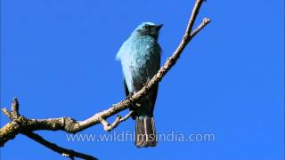 Beautiful Verditer Flycatcher in Landour Mussoorie [upl. by Amuwkuhc764]