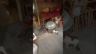 Cat vs cat fight short funny cat video [upl. by Wilfrid863]