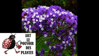 Tuto jardinage Limonium latifolium bleu statice Culture et division Plante vivace [upl. by Adnuhsed]