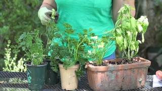 How to Harvest Parsley  Garden Space [upl. by Sinnylg]