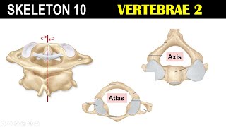 Skeleton 10  Cervical Vertebrae  Atlas  Axis  Transverse foramen  Odontoid Process [upl. by Cargian]