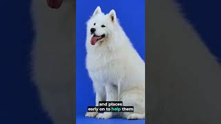 Discover the Joy of Samoyeds The Ultimate Fluffy Companion Part 2 [upl. by Geminian]