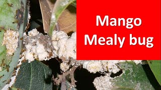 How to manage Mango Mealy bug [upl. by Baerman]