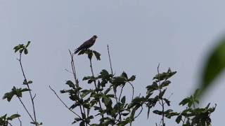 Greyfaced Buzzard Calling サシバ（野鳥）がトチノキの樹冠で鳴く♪ [upl. by Manoff575]