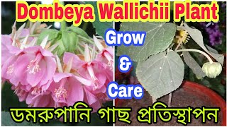 How to grow Dombeya WallichiiDomrupaniPink Ball Plantilovegardeningsoomuch733 trending viral [upl. by Ciryl]