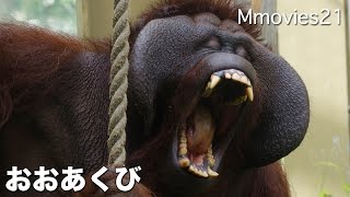 Yawn of Bornean Orangutan ボルネオオランウータン 大あくび 弟路郎 [upl. by Grimbly]