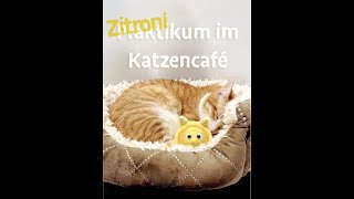 Zitronikum Katzencafé Katers Köök in Hamburg [upl. by Andria128]