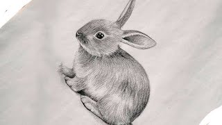 Easy rabbit drawing  easy pencil drawing [upl. by Marlee532]