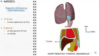 ANATOMIE FMPM POUMONS ET PLEVRES [upl. by Farman]