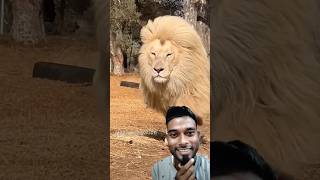 Lion king waking in park । lion animals wildlife reaction shorts [upl. by Eckblad3]