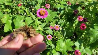 How to save Zinnia Seeds 💐 [upl. by Lassiter414]