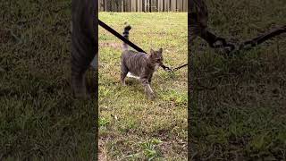 Playful Kitty Fetches Rope Like a Pro 🐾🎮 [upl. by Airretal]