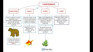 videomappa  scienze  11 gli animali i vertebrati [upl. by Shanney]