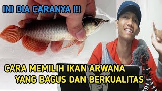 INI DIA CARANYA  Cara Memilih Ikan Arwana Yang Bagus dan Berkualitas [upl. by Nyrad448]