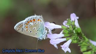 Çokgözlü Mavi  Common Blue  Polyommatus icarus [upl. by Roderick202]