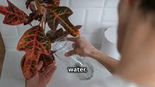 How to Care for Calatheas Master the Art of Prayer Plant Perfection [upl. by Adonis]