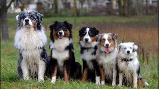 Berger Australien tout savoir sur cette race de chien australian shepherd VF [upl. by Nahoj309]