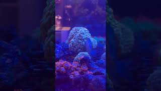 The Angle reef video aquarium fun love happiness motivation music happiness [upl. by Arataj]