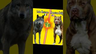 Lobo Mexicano vs American Bully🐺 lobomexicano americanbully pitbull animalessalvajes mascotas [upl. by Llennod]