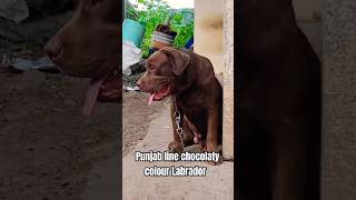 chocolate colour Labrador  cute baby dog  puppy sound  dog videos shorts short cute reels 1k [upl. by Eseerahs]