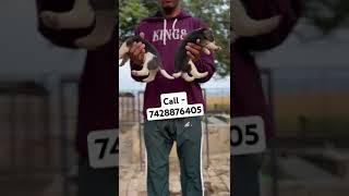 Beagle puppies for sale in Delhi ncr newsong music song love adorabledog hounddog [upl. by Airaet]