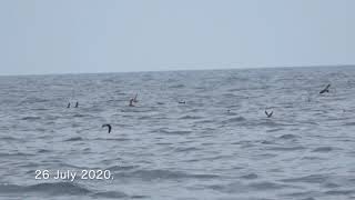 Swinhoes StormPetrel off Kyoto Japan 26 July 2020 [upl. by Edmea]