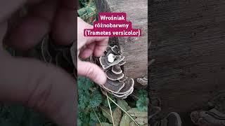 Wrośniak różnobarwny Trametes versicolor pawi ogon grzyb o prozdrowotnych właściwościach shorts [upl. by Gabriella]