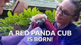 A Red Panda Cub Has Been Born  Inside The Zoo  BBC Scotland [upl. by Mahda]