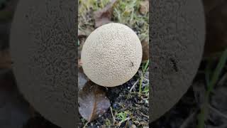 ГРИБ ДОЖДЕВИК Lycoperdon perlatum 3 Shorts [upl. by Ielak]