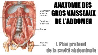 Anatomie  Gros vaisseaux de labdomen  1 Plan profond de la cavité abdominale [upl. by Atter130]