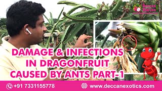 Video on Damage amp Infections in Dragon fruit caused by Ants🐜 Part1 [upl. by Rad]