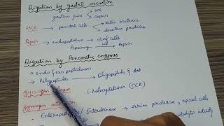 Dietary Protein Digestion  Part 12  Lippincott Biochemistry [upl. by Akoyin]